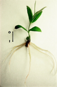 Vitroflora - Plant Tissue Culture Specialist